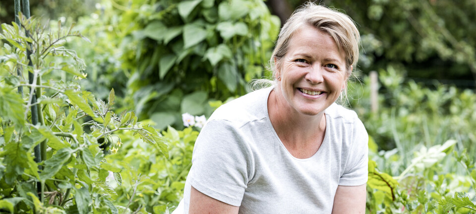 Få styr på køkkenhaven: Her er de bedste tips til at dyrke egne grøntsager