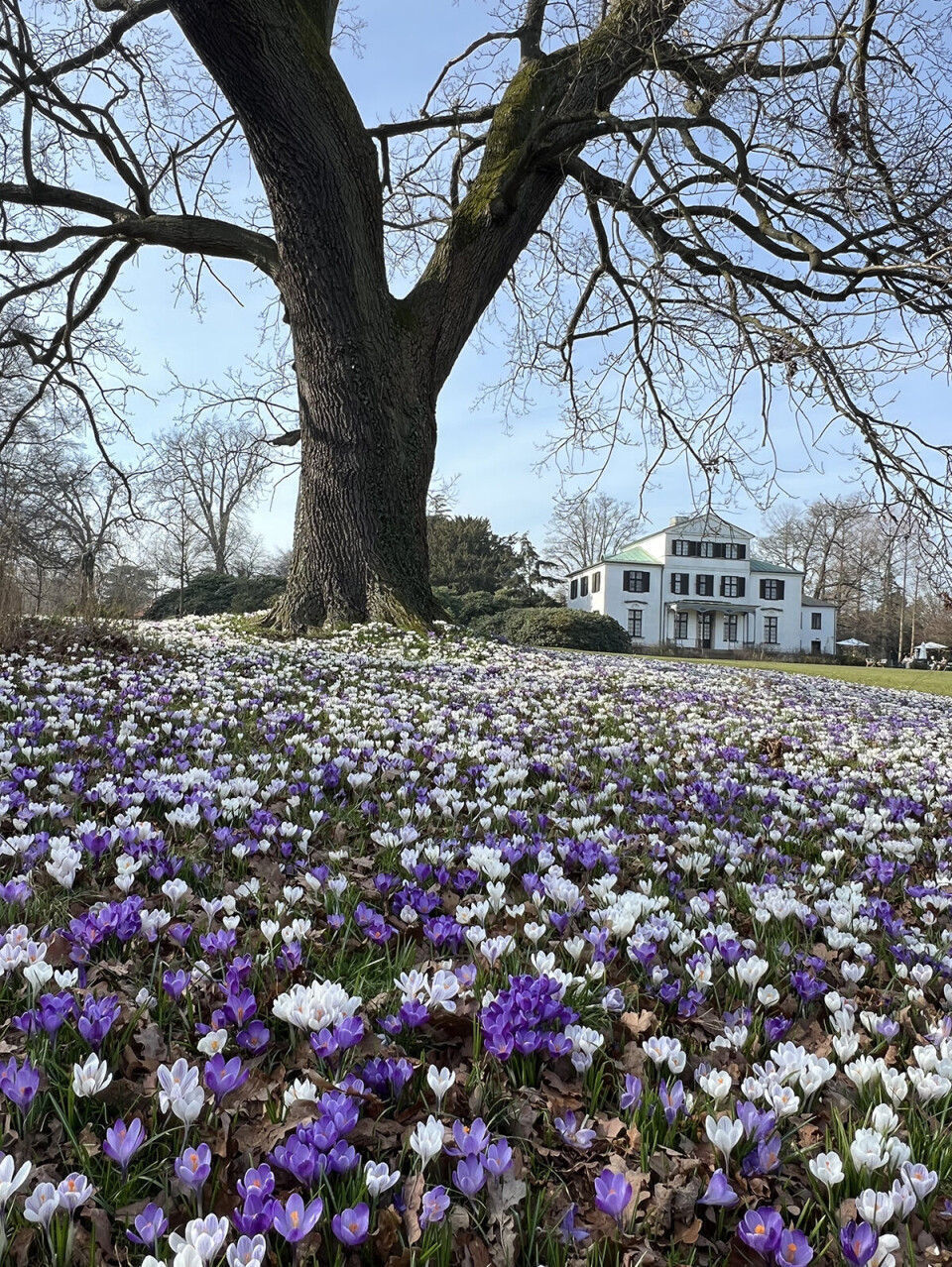 Krokusblomster i lange baner i Øregårdsparken.