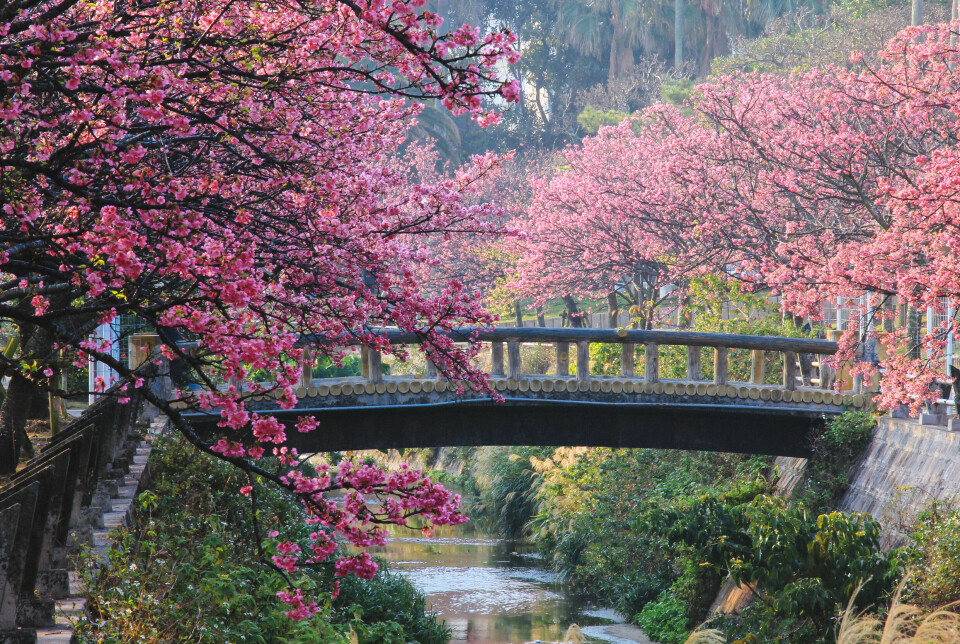 Japanske kirsebærtræer, som er igang med at blomstre.