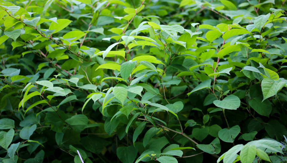 Polygonum cuspidatum, også kendt som japansk pileurt