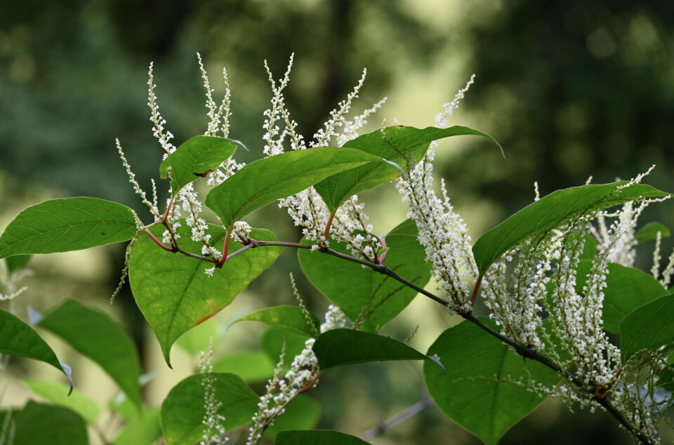 Sådan ser planten ud, når den blomstrer