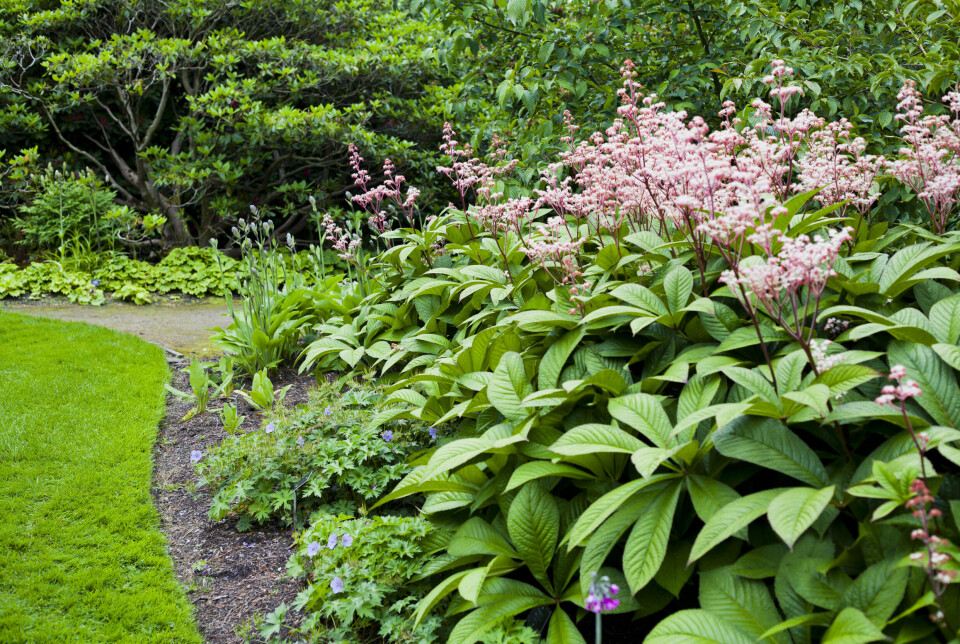 Rodgersia aesculifolia - bronzeblad
