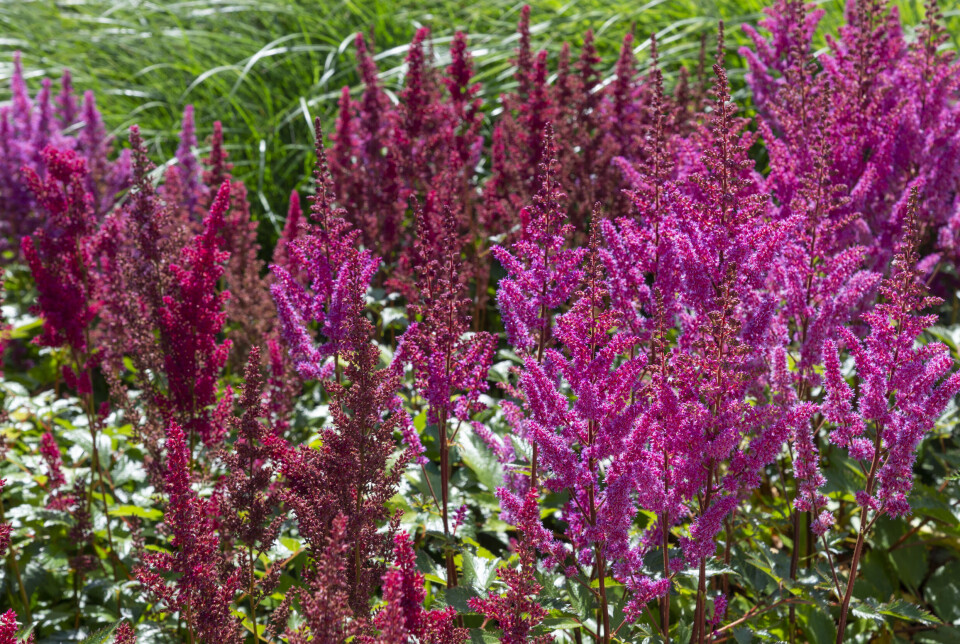 Astilbe