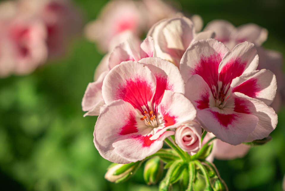 Pelargonia