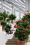 Billede fra orangeriet i Fredensborg Slotshave. Her ses store krukker med røde blomster.