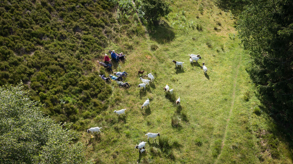 Droneskud fra Rebild Bakker. Her ses en flok geder i det grønne.