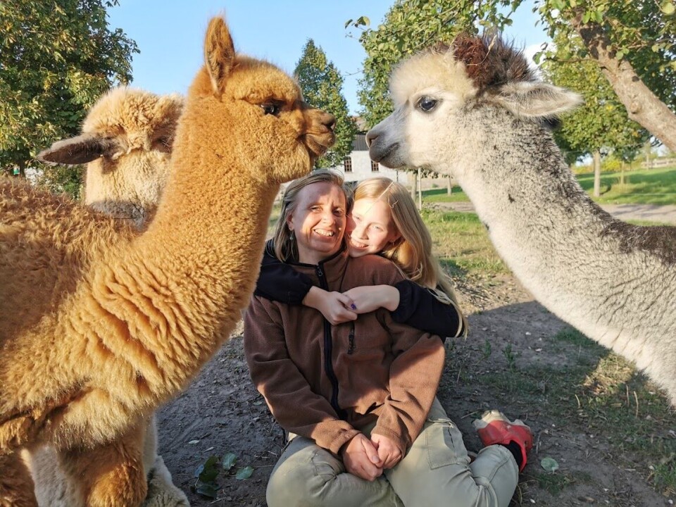 Mor og datter sammen med tre alpacaer ved Alpacapark uden for Ringsted.