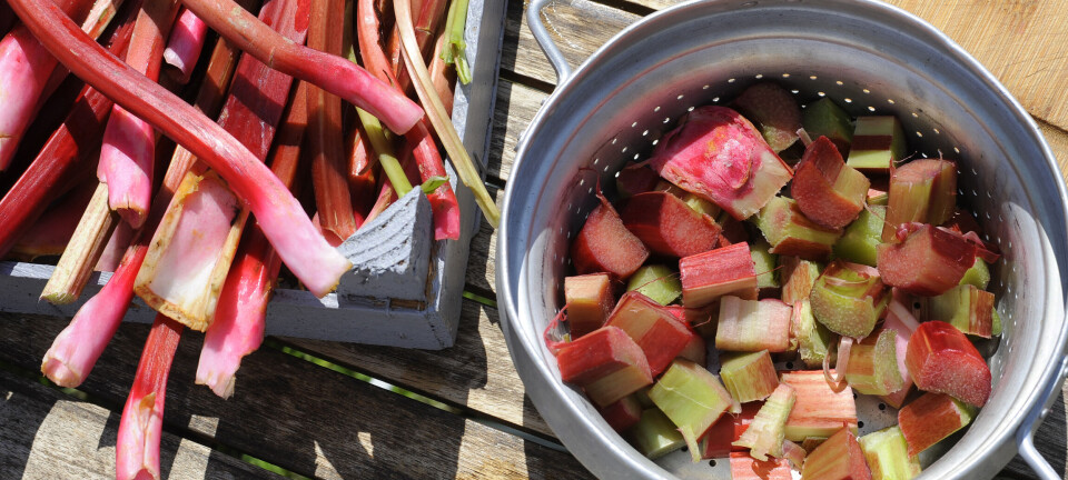 Vild med rabarber? Så skal du undgå denne ting