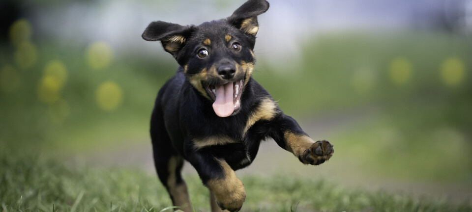 Er du vild med hunde? Her er 10 ting, du (måske) ikke vidste om din firbenede ven