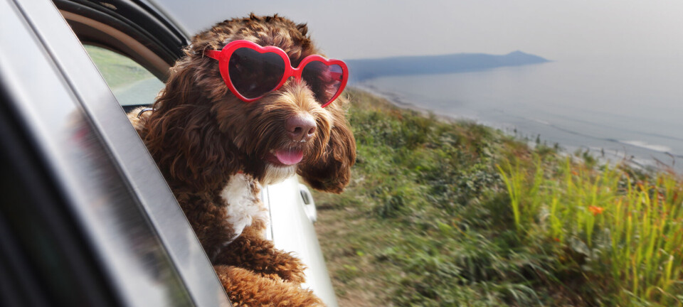 Så er det ferietid: Det skal du huske, hvis din hund skal med til udlandet