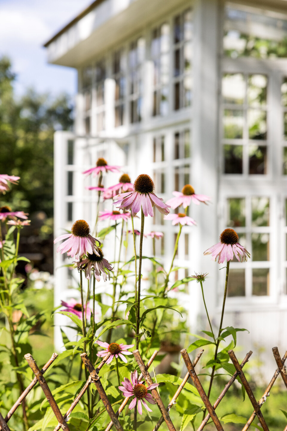 Drivhuset fungerer som et ekstra lille hus på grunden, som både bruges til planter og hygge. Planteglæden fortsætter ud i haven i det fineste flor, blandt andet denne stolt knejsende solhat. Hegnet holder rådyr på afstand.