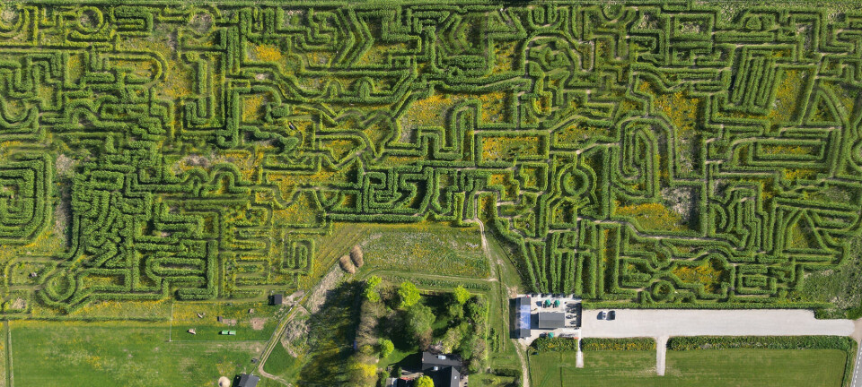 Ane har haft sommerhus i Gilleleje i snart 20 år: Her er hendes 3 bedste tips til området