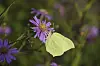 Den smukke gule
citronsommerfugl er en
forårsbebuder, der kan ses
allerede fra marts og igen fra
midt i juli.