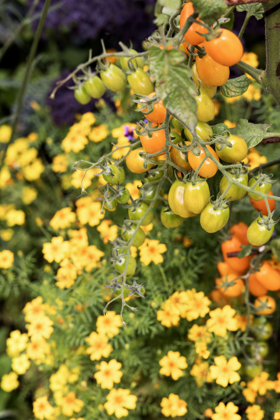 Tomatplante