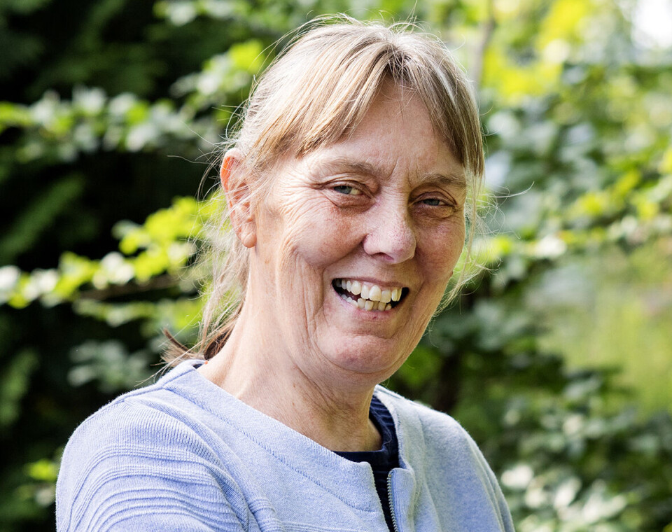 Sådan får du stauder, der kommer trofast igen år efter år