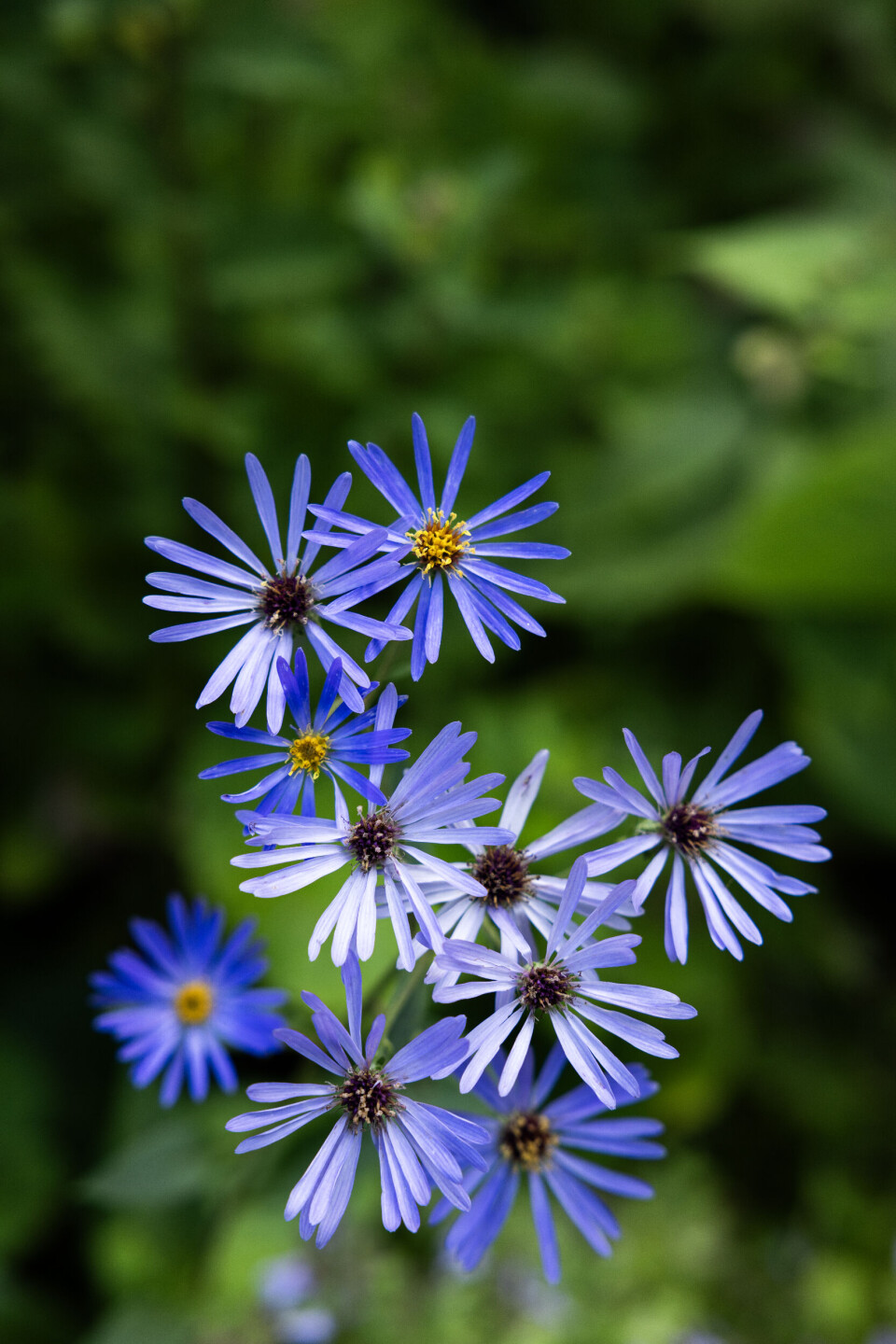 Den flotte kvan er en god biplante, der efter blomstring udvikler et væld af frø. Bagved strækker smukke lyserøde spir sig mod himlen. Anne Gine gør meget ud af at variere blomsterformerne i bedene.