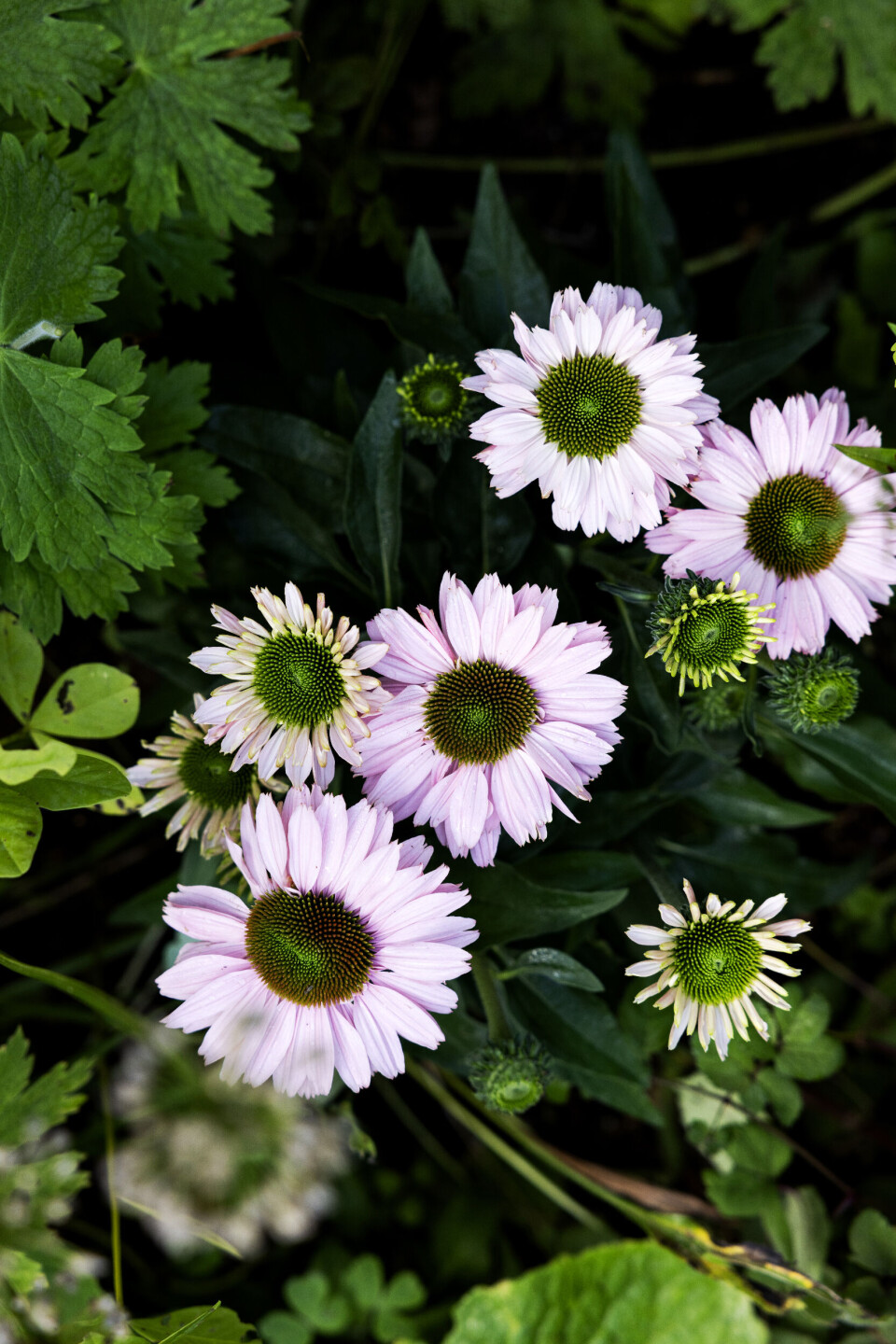 Purpursolhat er en smuk, rank staude, som kommer i adskillige sorter, blandt andet denne uimodståelige ’Premium Pink’. Planten er en kurvblomst, hvis grønne blomster i midten er skivekronerne, mens de rosa er randblomsterne. Solhatte er velbesøgte af havens sommerfugle.