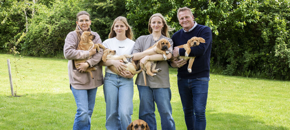 Familiehund sætter vild verdensrekord: ”Hun er så vanvittig god”, siger ejeren