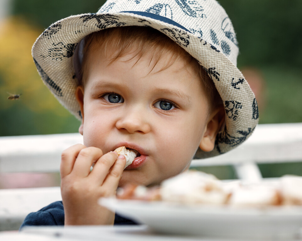Er du også træt af hvepse omkring havebordet? Her er 3 tips, der holder dem langt væk