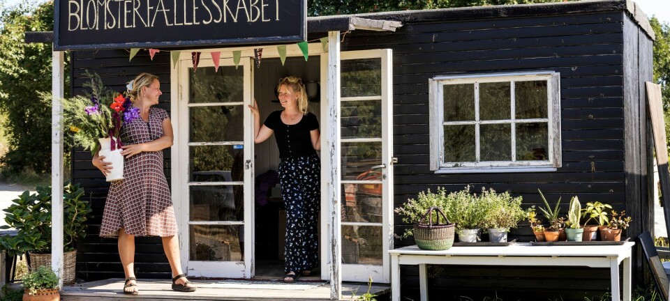 Sarah og Anna er blomsterbønder: Sådan bliver du selvforsynende med buketblomster