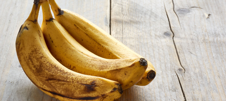 Kæmper du også med bananfluer, så har eksperten et effektivt råd