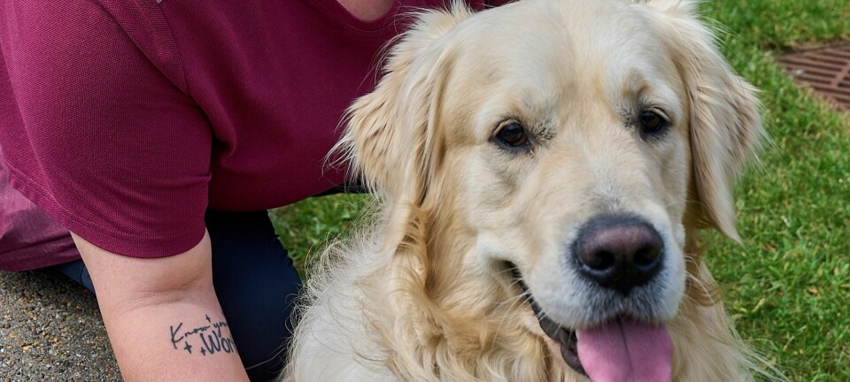 Hunden Carlo arbejder på plejehjem: 'Det er det fede hundeliv'