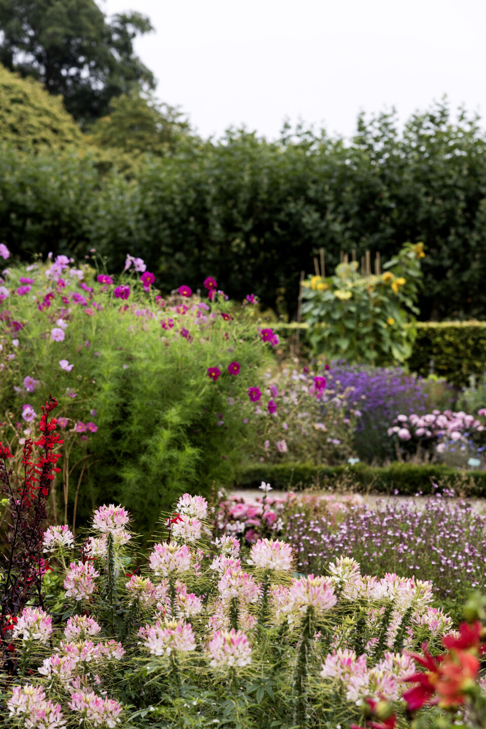 Edderkoppeplanten er en prægtig sommerblomst, der rigtig kommer til sin ret, når du dyrker den i små grupper, eventuelt sammen med kardinallobelie og stolt kavaler som her.
