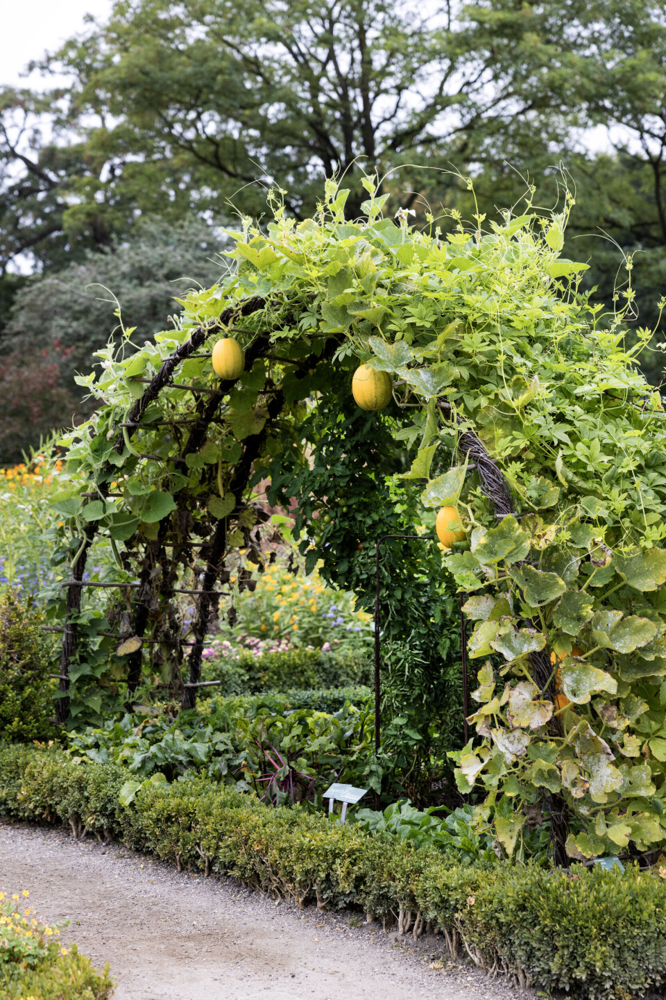 Mandelgræskar får lov at brede sig over en bue, og det giver et kig ind til solmodne tomater og livlige sommerblomster.