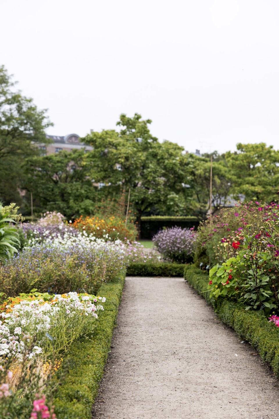 Støder du på planter, du selv vil prøve at dyrke, så tag et foto af både planten og navneskilt, så du nemt kan søge efter et sted at købe frø. Lige nu kan du blandt andet se stolt kavaler ’Versailles Red’, svovlgul kosmos og udspærret fløjlsblomst, der er en vildtype fra Københavns Universitet.