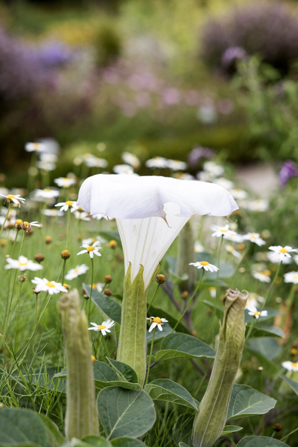 Pigæble er umådelig smuk, når den blomstrer, men det er vigtigt at være opmærksom på, at det er en særdeles giftig plante.