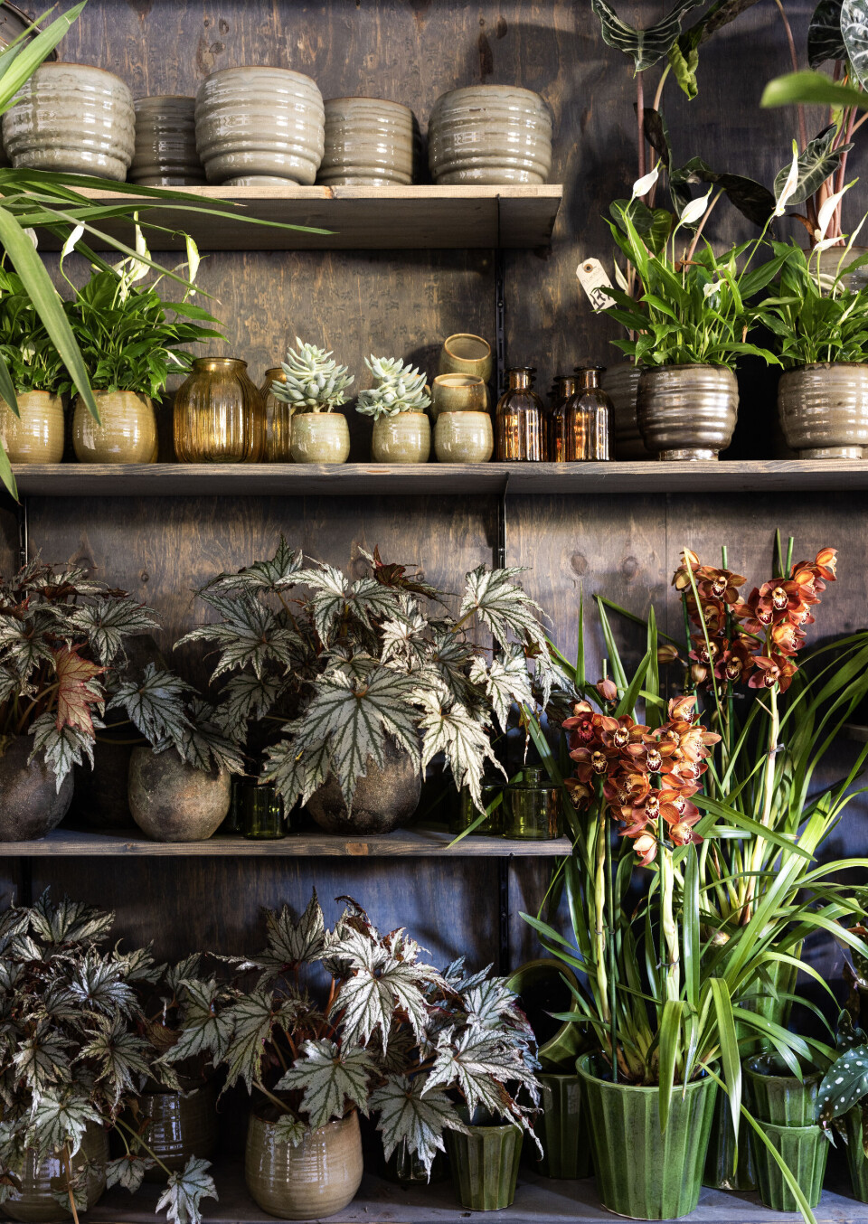 Potteplanter har fået en renæssance, først var det kaktus, så kom filodendrom (Monstera), og nu er turen kommet til sprøde vækster i skønne farver som hos begonie. Planten er her i det fineste selskab med en orkide med blomster i glødende toner.