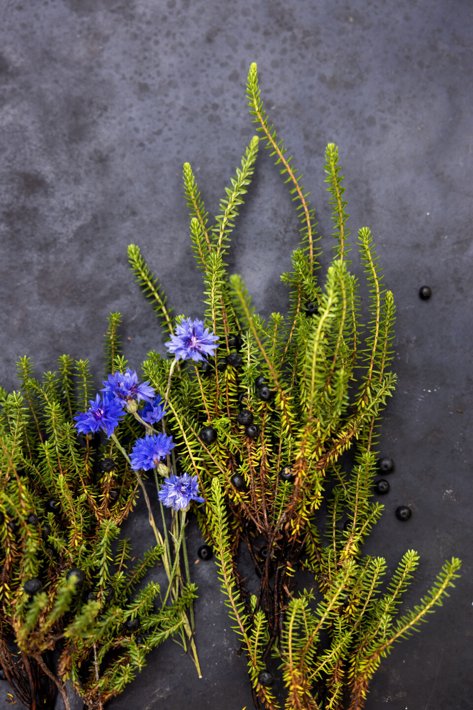 Blomster og stenfrugter: Kært barn har mange navne, og selv om revling er plantens rette navn, kaldes den undertiden også sortebær og kragebær. Du kan høste de spiselige stenfrugter i juli-september, men prøv også at plukke et par grene, og miks dem med himmelblå kornblomster i en smuk og lidt utraditionel buket.