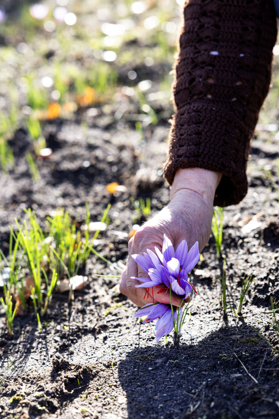 De lange griffelgrene, der er selve den eftertragtede safran, hænger tungt ud af blomsten. De skal alle pilles af med fingerkraft, når blomsten er plukket.