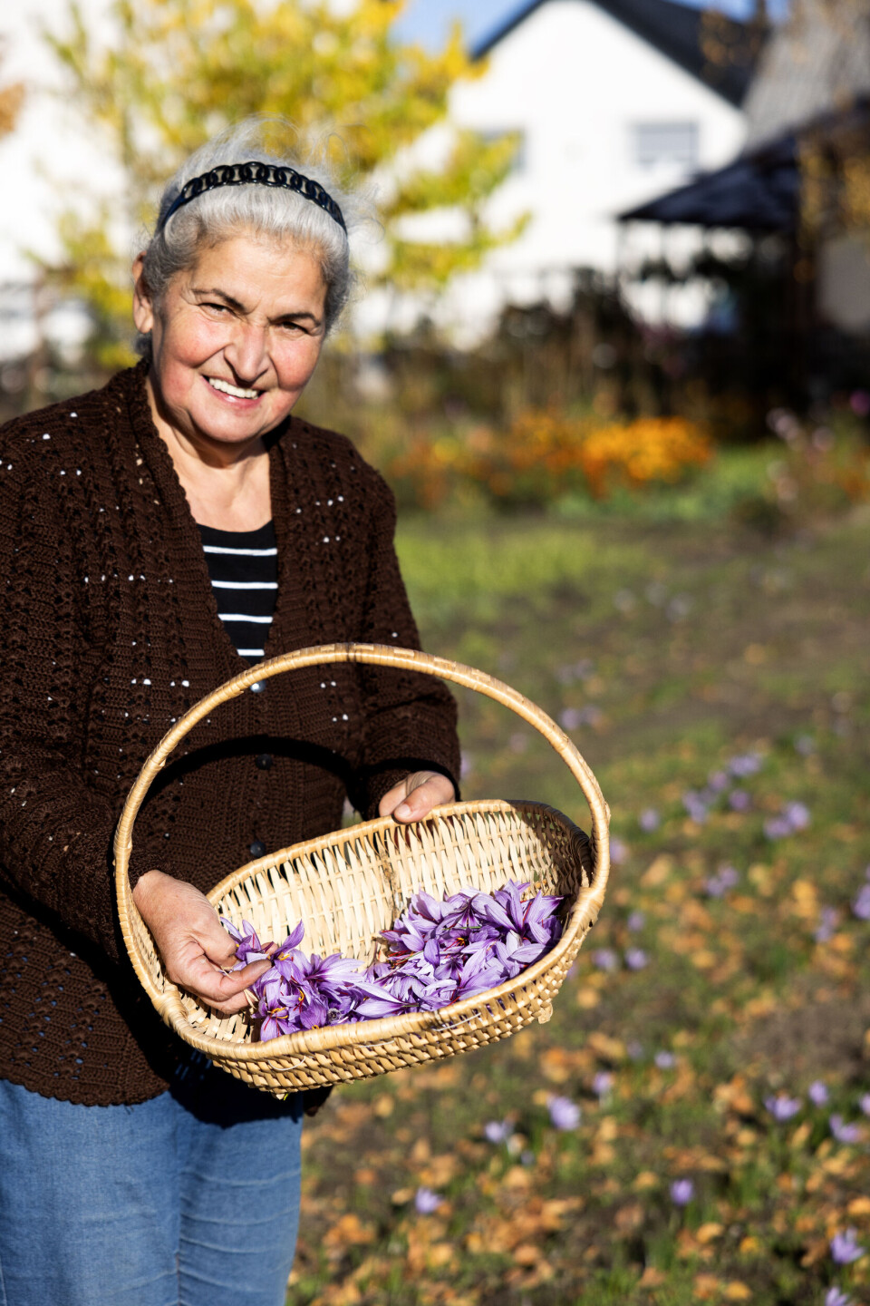 Det tager tid at høste blomsterne – og dobbelt så lang tid at samle den attraktive safran indeni. Alt foregår i hånden. Petia bliver kaldt minitraktoren, for hun kan i løbet af kort tid fylde kurven med blomster.