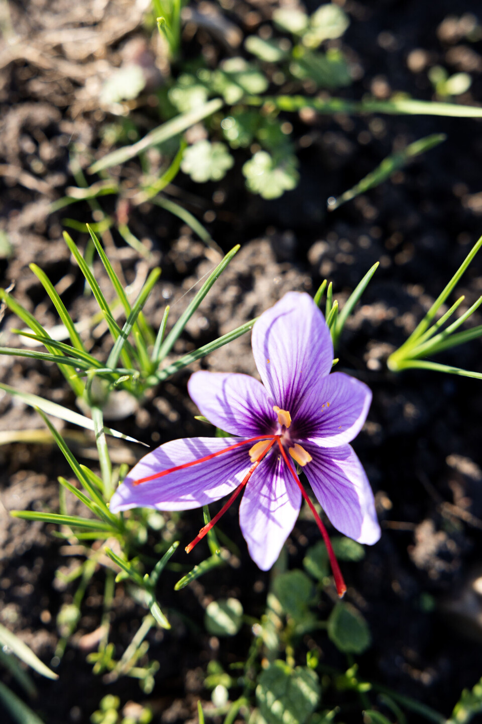 Safranblomsterne har et såkaldt blosterrør med seks kronbladslignende flige. I midten sidder de røde griffelgrene – årsagen til, at man dyrker planten. Der er sædvanligvis tre griffelgrene i hver blomst, men er der fire, bringer det efter sigende held – ligesom en firkløver.
