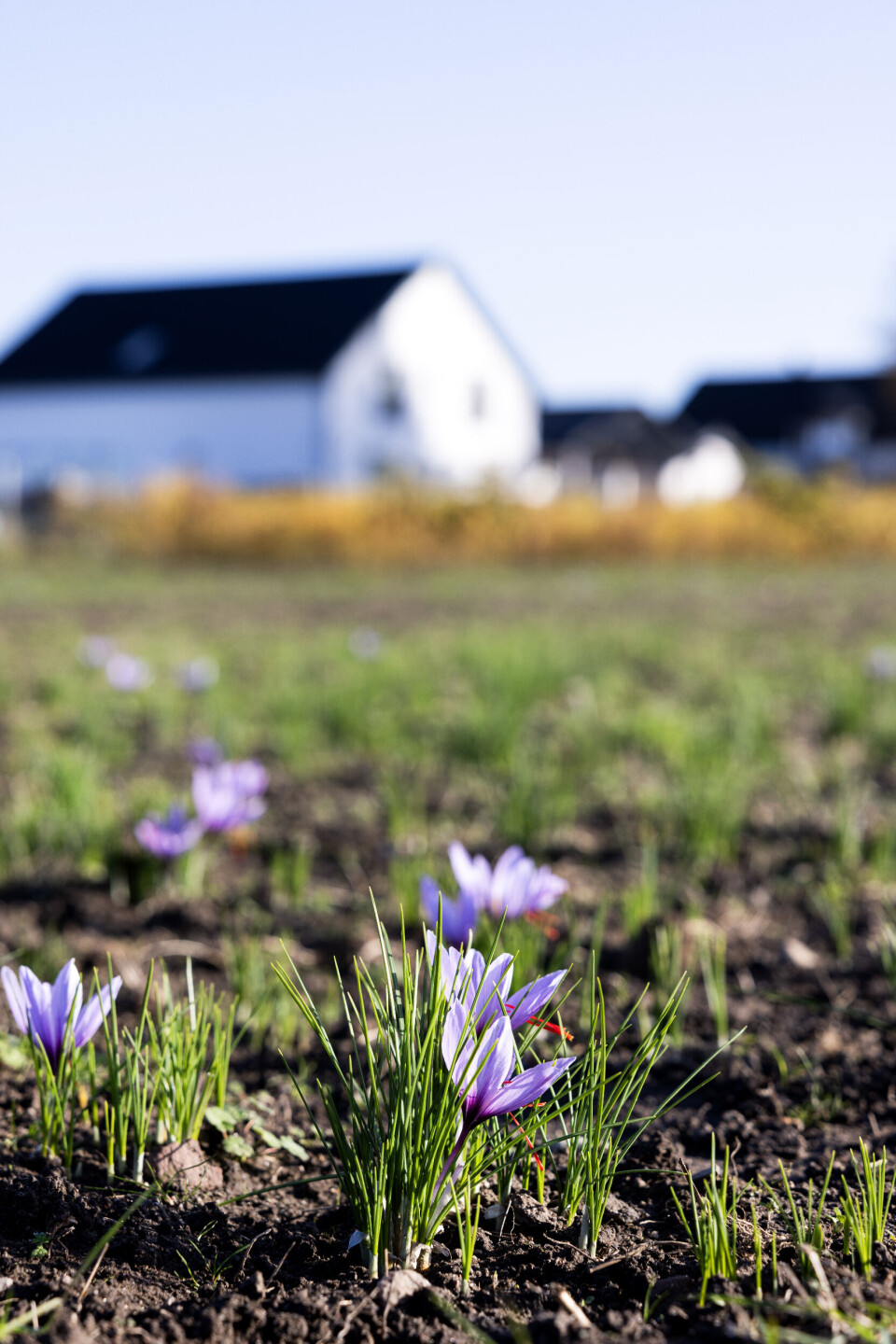 Når de første smalle blade viser sig over jorden, varer det ikke længe, før blomsterknopper bryder frem og springer ud. Safran skal høstes, lige når blomsterne har foldet sig ud, for da er kvaliteten bedst. Det lysende gule i blomsten er støvknapperne.