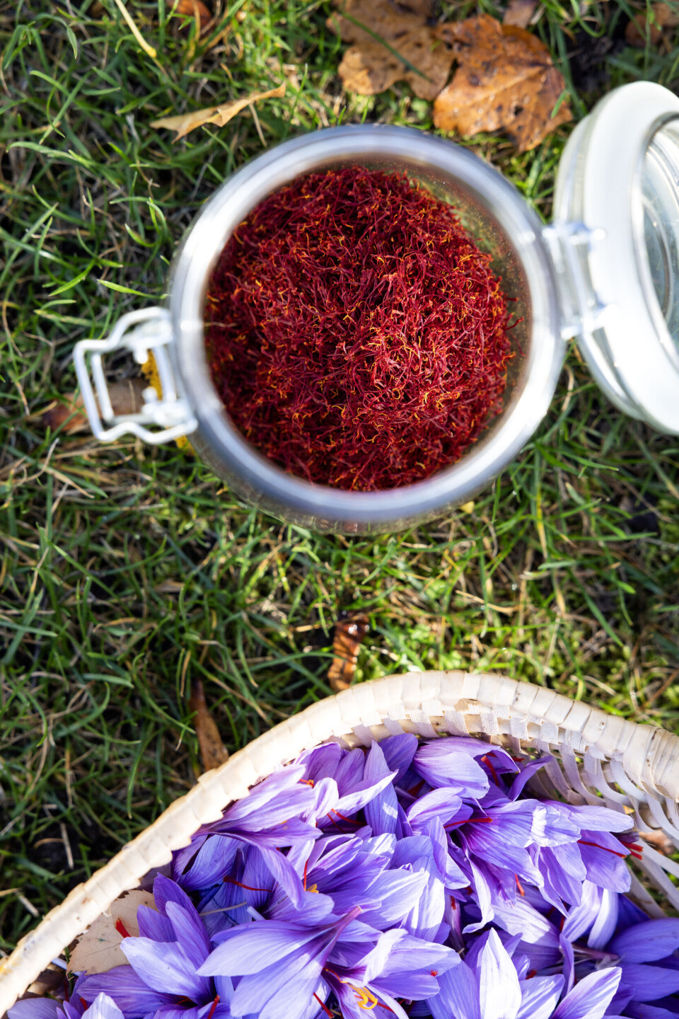 Nå de orange griffelgrenene er nippet af hver eneste af de plukkede blomster, skal de tørre, inden de kommer til opbevaring i glas.