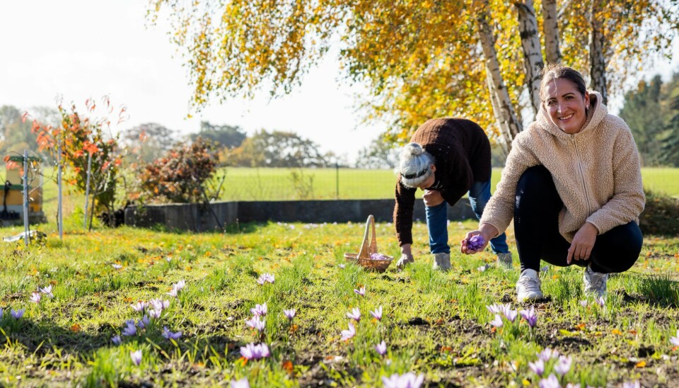 Familien Mutlu kom til Sverige
fra Bulgarien for 35 år siden, og de trives med livet i Skandinavien mellem deres små safranplanter. Så snart de yndige blomster viser sig på marken, er Silvia og Petia på pletten med kurven.