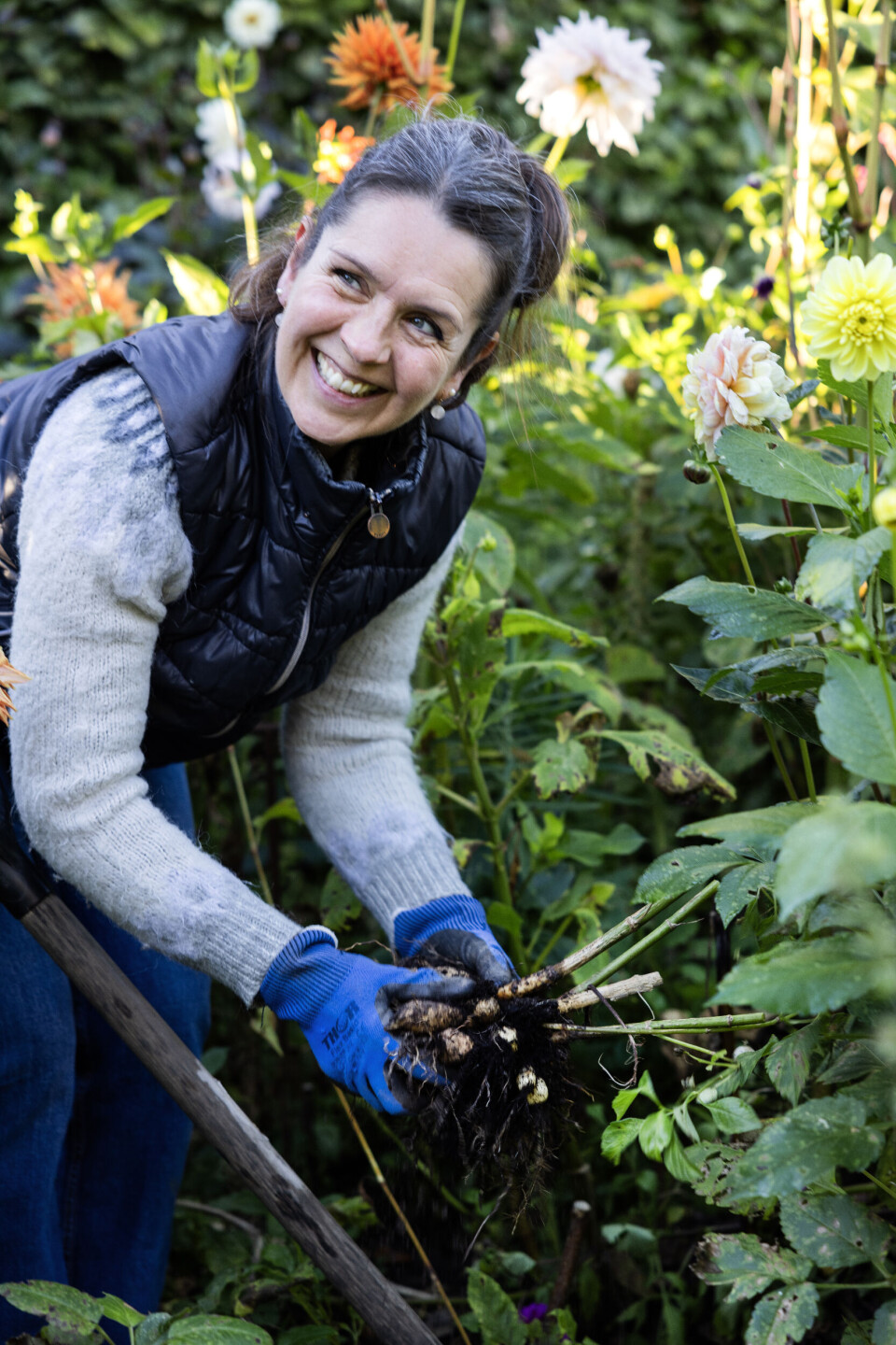 Når knoldene er gravet op, ryster Malene så meget jord af som muligt. Det gode ved, at planten graves op hvert år, er, at den aldrig bliver infiltreret af ukrudt, påpeger hun.