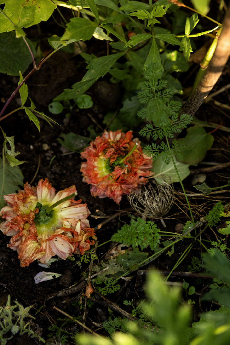 Når Malene klipper visne blomsterhoveder af sine dahliaer, lægger hun dem mellem planterne, da de under nedbrydningen forvandles til næring og samtidig forbedrer jordstrukturen.