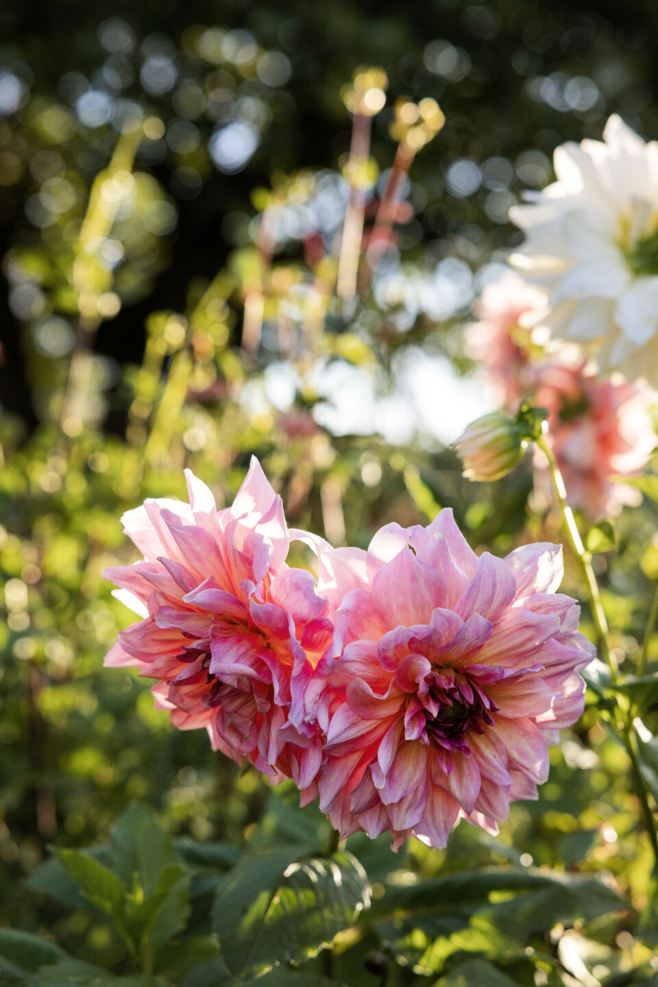 Dahliaen ’Otto’s Thrill’ står stadig og ser bedårende ud i oktober med blomster i rosa og pink toner, der bliver op til 22 centimeter i diameter. Det lønner sig at tage en haverunde, lige når solen står op, for så tager dahliaerne sig om muligt endnu bedre ud.