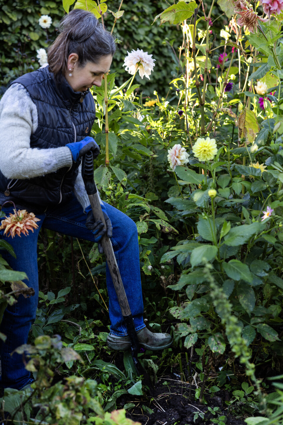 Malene graver dahliaer op over en lang periode for at kunne nyde blomstringen så længe som muligt. De første kommer typisk op, når de har fået et svirp af nattefrost og den sidste måske først i december.