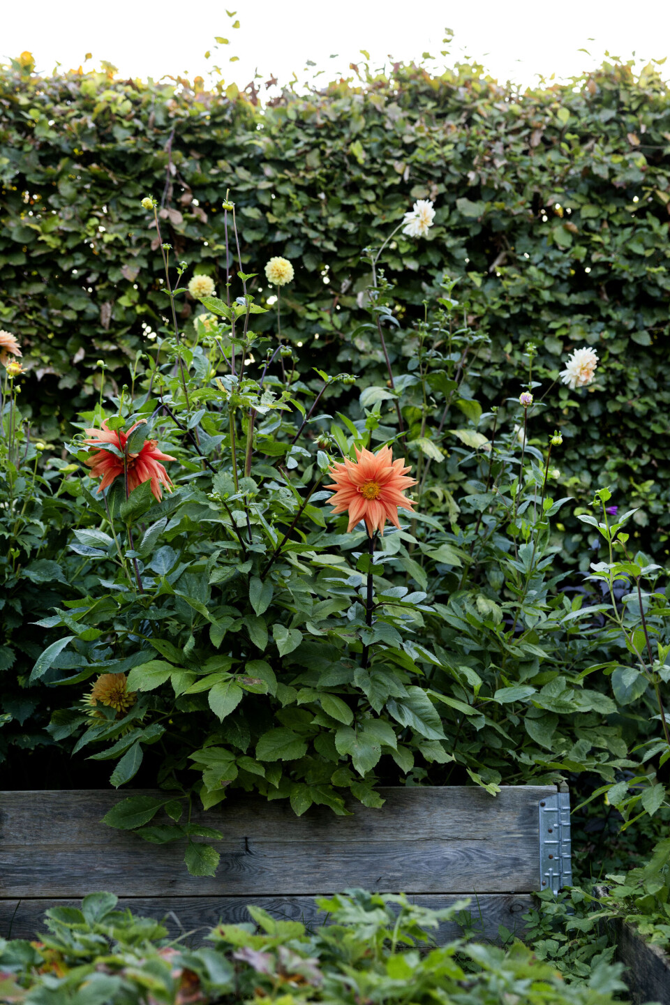 Denne dahlia trives perfekt i højbedet, men er gået tilbage til et tidligere stadige, hvilket vil sige, at den sætter nogle enkelte blomster, mens andre er fyldte. Det ses af og til hos dahlia. Malene er ikke sikker på, om sorten her er ’Fairway Spur’ eller ’Color Spectable’. Men sikkert er det, at den er smuk.