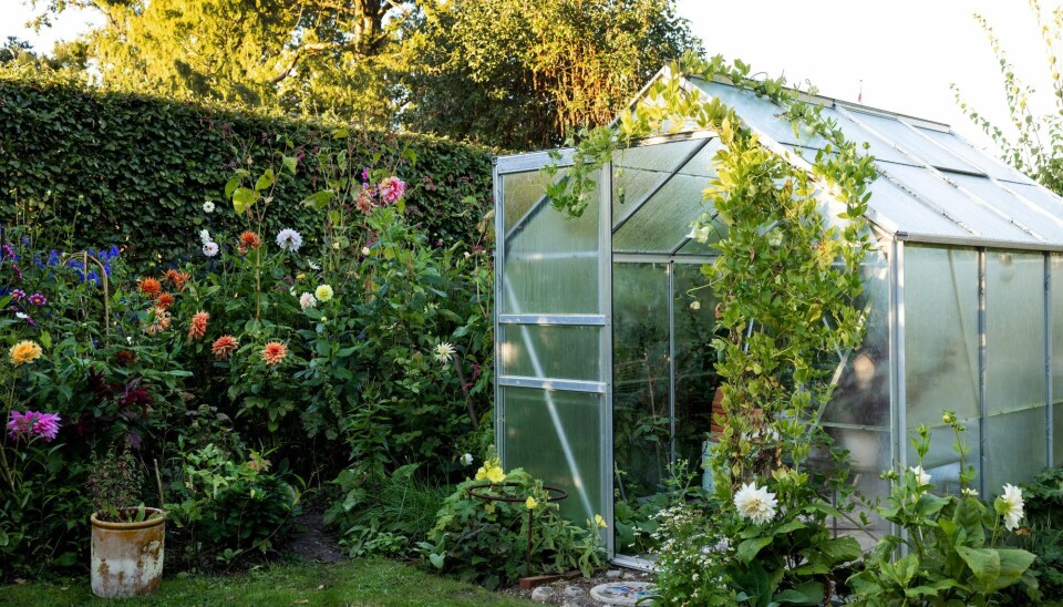 Dahliaer spiller hovedrollen i Malenes sensommerhave, men hun giver dem selskab af høje vækster som kæmpejernurt, spydverbena, prydtobak, stolt kavaler og pileurten ’Kiss me over the garden gate’, der tilfører lethed og elegance.