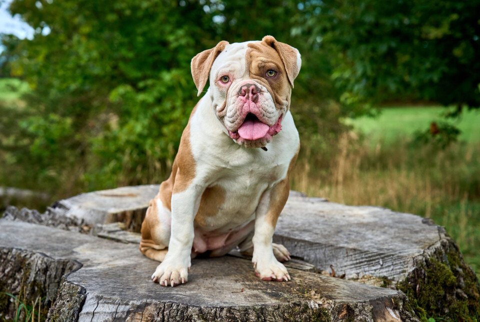 Engelsk bulldog med hvide og brune pletter.