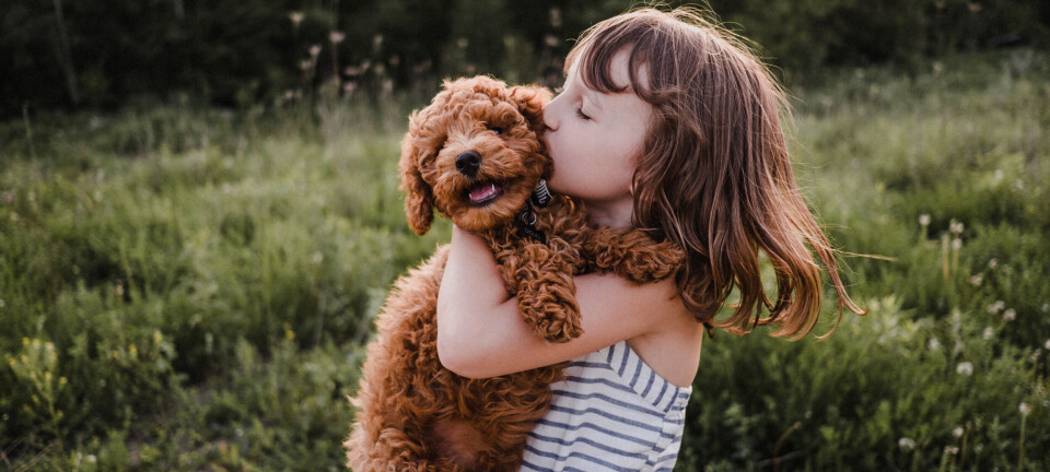 Lærenem legekammerat eller sød sengepartner? Her er de mest populære hunderacer lige nu