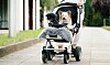 Hundeeksperter med opråb: Behøver hunde virkelig køre i barnevogn?