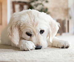 Problemer med din hund? Her er løsningen på de mest almindelige udfordringer