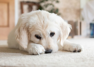 Problemer med din hund? Her er løsningen på de mest almindelige udfordringer