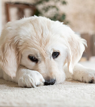 Problemer med din hund? Her er løsningen på de mest almindelige udfordringer